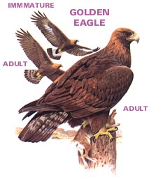 Golden Eagle