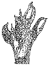 SKUNK CABBAGE 