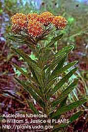 BUTTERFLY WEED