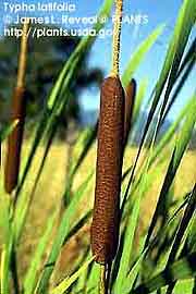 cattail