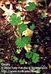 COMMON WOOD SORREL