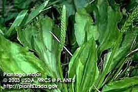 COMMON PLANTAIN 