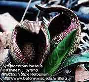 SKUNK CABBAGE 