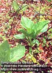 SKUNK CABBAGE 