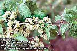 SLIPPERY ELM