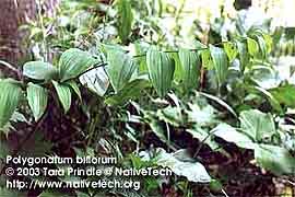SOLOMON'S SEAL
