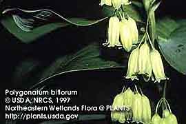 SOLOMON'S SEAL