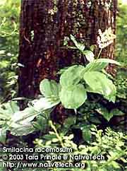FALSE SOLOMON'S SEAL
