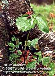 RED TRILLIUM 