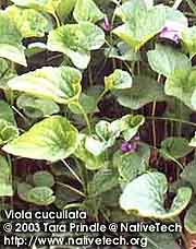 MARSH BLUE VIOLET 