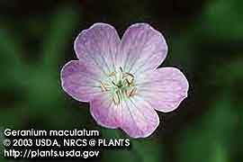 WILD GERANIUM