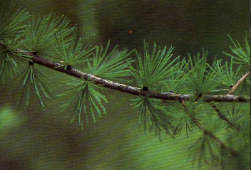 Tamarack twig, adapted from Whitman 1988