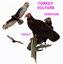 NativeTech: TURKEY VULTURE - DESCRIPTION