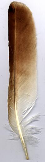Redtail Hawk - tail feather