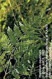 BRACKEN FERN