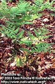 BRACKEN FERN