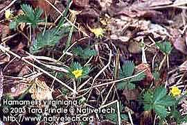 DWARF CINQUEFOIL