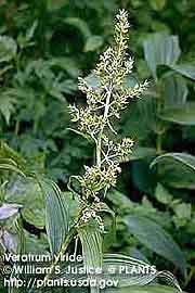 GREEN FALSE HELLEBORE 