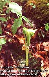 JACK-IN-THE-PULPIT