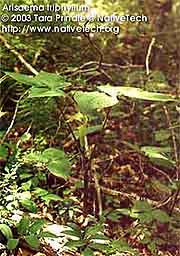 JACK-IN-THE-PULPIT