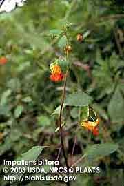 JEWELWEED 