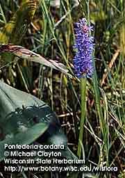 PICKEREL WEED 