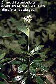 PIPSISSEWA 