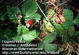 WILD STRAWBERRY